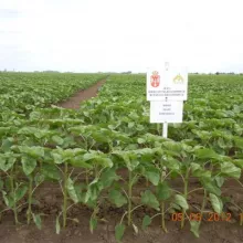 Sortni mikroogled suncokreta, Kikinda - jun 2012. godine