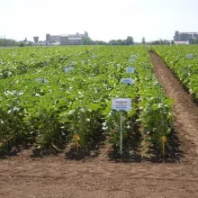 Dan polja PSS Sombor, 08.06.2012.