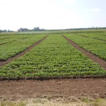 Sortni ogled soja - Sombor, Dan polja 08.06.2012.