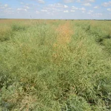 Sortni mikroogled uljane repice, Pančevo, jun 2012