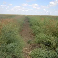 Sortni ogled sa uljanom repicom - Pančevo, 2012