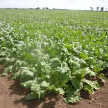 Sortni mikroogled sa šećernom repom, Pančevo, jun 2012. godine
