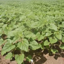 Sortni ogled sa suncokretom, Pančevo - jun, 2012.godine