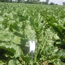 Sortni mikroogledi sa šećernom repom, Institut za ratarstvo i povrtarstvo, Novi Sad - jun, 2012