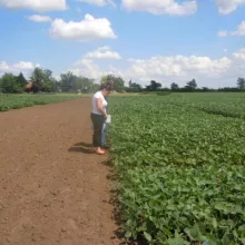 Obilazak ogleda sa sortama soje, Rimski šančevi - jun, 2012.godine