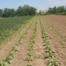 Sortni ogledi duvana (tip virdžinija), Futog - jun, 2012.godine