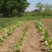 Sortni ogled duvana (tip berlej) na lokalitetu Futog, jun, 2012.godine