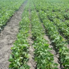 Sortni ogledi soje,lokalitet Laćarak, S. Mitrovica, jun, 2012.godine