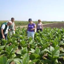 Ogled sa duvanom, lokalitet Gunaroš, avgust 2012. godine