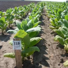 Ogled sa sortom duvana u tipu berlej 21b