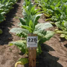 Ogled sa sortom duvana u tipu berlej 22b, 2012.godine