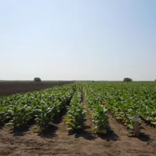 Sortni mikroogled sa duvanom tipa berlej, lokalitet Gunaroš, avgust 2012. godine