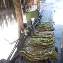 Nizanje listova duvana nakon berbe, lokalitet Gunaroš, 2012.godine