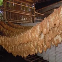 Prirodno sušenje duvana, Gunaroš 2012. godine