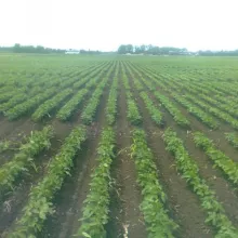 VCU ogled soje, Sombor 29.05.2012. godine