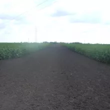 Sortni ogled sa suncokretom