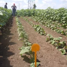 Sortni ogled sa suncokretom TBM