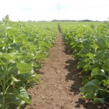 Sortni ogled sa suncokretom u Novom Sadu