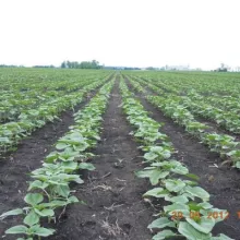 VCU ogled suncokreta, Sombor 2012