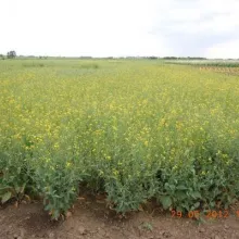 VCU uljana repica Sombor 2012