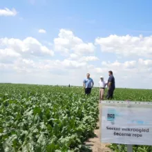 Sortni ogled sa šećernom repom u Vrbasu