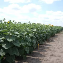 Sortni ogled sa suncokretom u Vrbasu