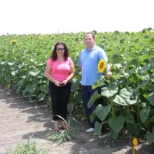 Sortni ogled sa suncokretom u Vrbasu 2012. godine