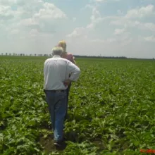 Strip ogled sa šećernom repom u Zrenjaninu