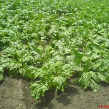 Šećerna repa u Zrenjaninu