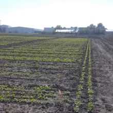 Ogled sa ozimom uljanom repicom na Rimskim Šančevima, oktobar 2013.god.