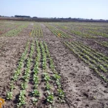 Ogled sa ozimom uljanom repicom