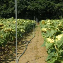 GEVES-ogled sa suncokretom, ispitivanje otpornosti na bolesti