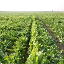 GEVES-ogled sa šećernom repom