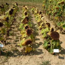 GEVES-DUS ogled sa linijama suncokreta 2013.