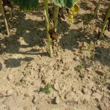 GEVES-DUS ogled suncokret 2013.