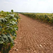 FRANCUSKA-ogledi sa suncokretom