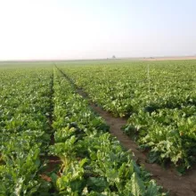 FRANCUSKA-ogledi sa šećernom repom