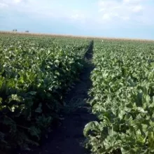 VCU ogled sa šećernom repom sept. 2013. Sombor