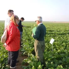 GEVES-VCU ogled sa šećernom repom 2013.