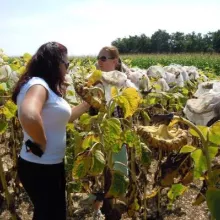 GEVES-VCU ogled sa visoko-oleinskim hibridima suncokreta 2013.