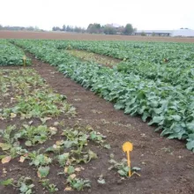 VCU ogledi sa IMI ozimom uljanom repicom - Rimski Šančevi, 21.10.2014.god.