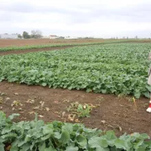 Dr Ana Marjanović Jeromela