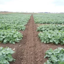 Sortni ogledi sa ozimom uljanom repicom - Rimski Šančevi, 21.10.2014.god.