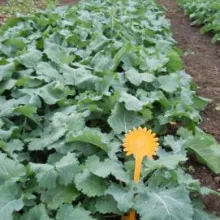 VCU ogledi sa ozimom uljanom repicom - Rimski Šančevi, 21.10.2014.god.