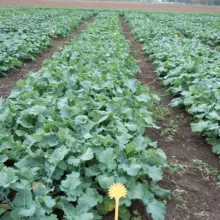 Sortni ogledi sa ozimom uljanom repicom 2 - Rimski Šančevi, 21.10.2014.god.