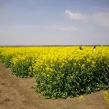 VCU ogled sa ozimom uljanom repicom, april 2015.godine, lok. Pančevo