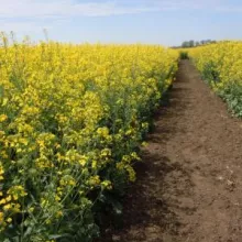 VCU i DUS ogled sa uljanom repicom, lokalitet Sombor, april 2015.godine