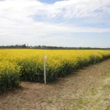 VCU i DUS ogled sa uljanom repicom, lokalitet Sombor, april 2015.godine