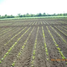 VCU ogled sa šećernom repom - Rimski šančevi, NS maj 2015