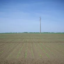 VCU šećerna repa -lokalitet Rimski šančevi , maj 2015. godine